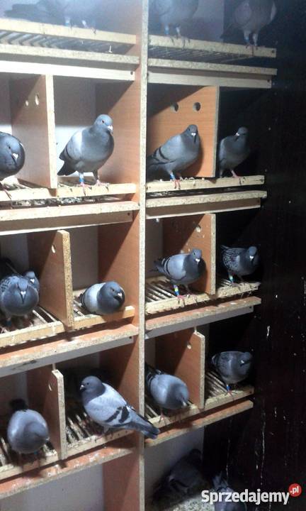 Sprzedam Gołębnik Akcesoria dla zwierząt