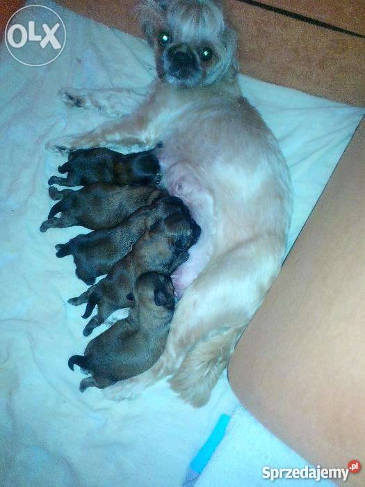 shih tzu Psy Piła sprzedam