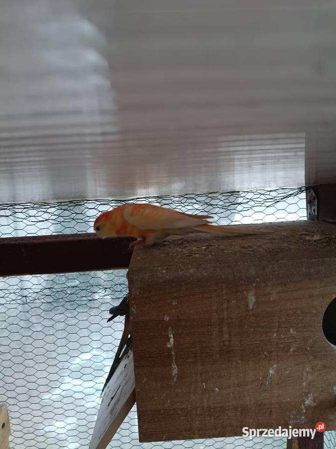 Ptaki kolorowe 8 Lwówek