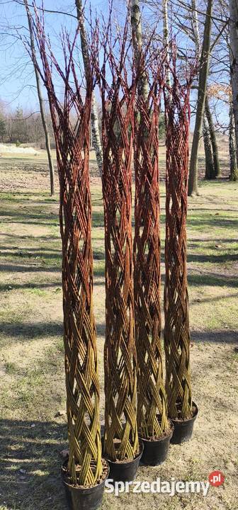 Wierzba pleciona drzewko wiklinowe Rzeszów sprzedam