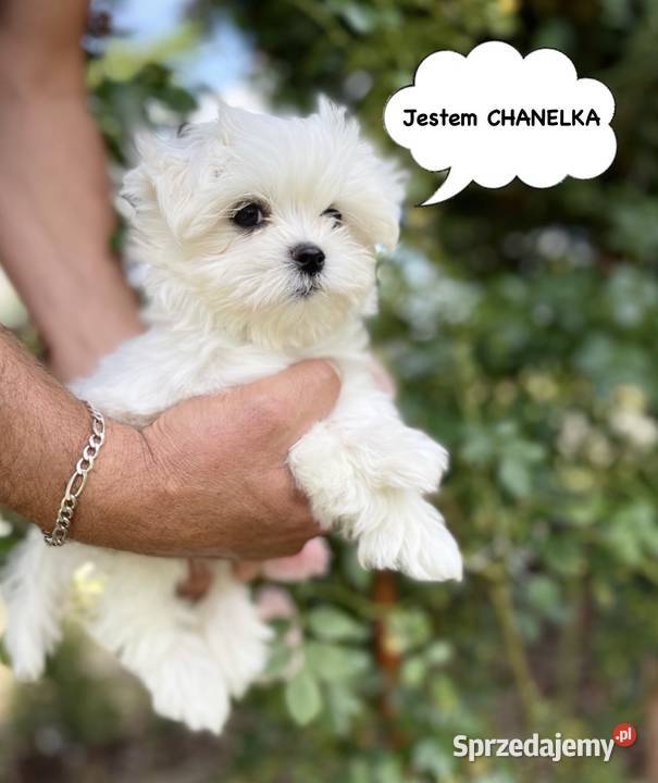 4 maltańczyki maltańczyk suczka z rodowodem Śrem