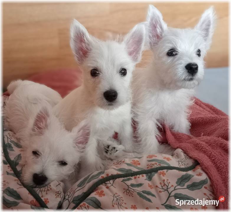 ZKwP FCI West Highland White Terrier DNA CMO0 Częstochowa sprzedam