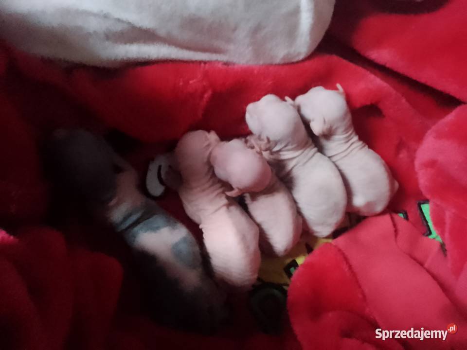 Sfinks kanadyjski Rybnik