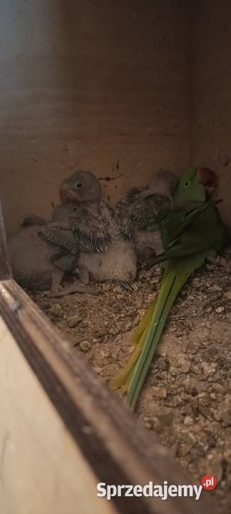 Aleksandretta Wielka samica śląskie Jastrzębie-Zdrój