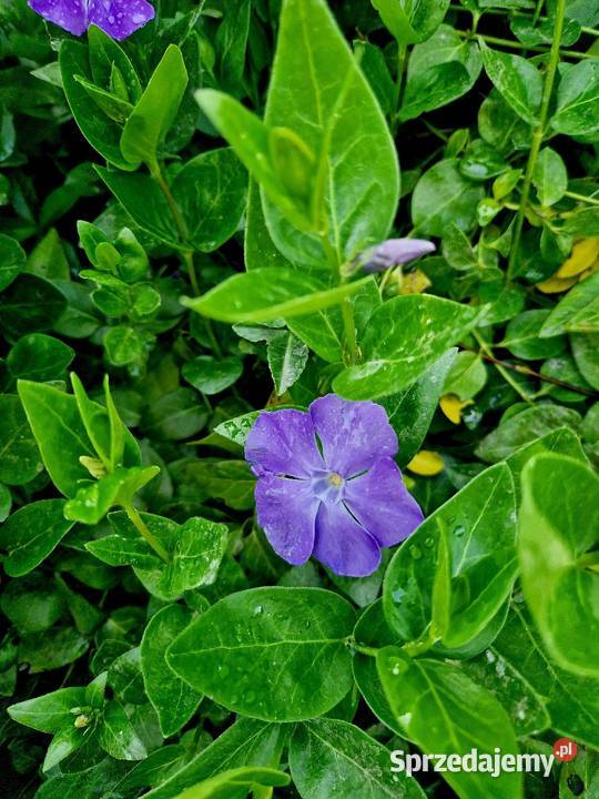 Barwinek większy vinca major zadarnia Ogród Brzeziniec