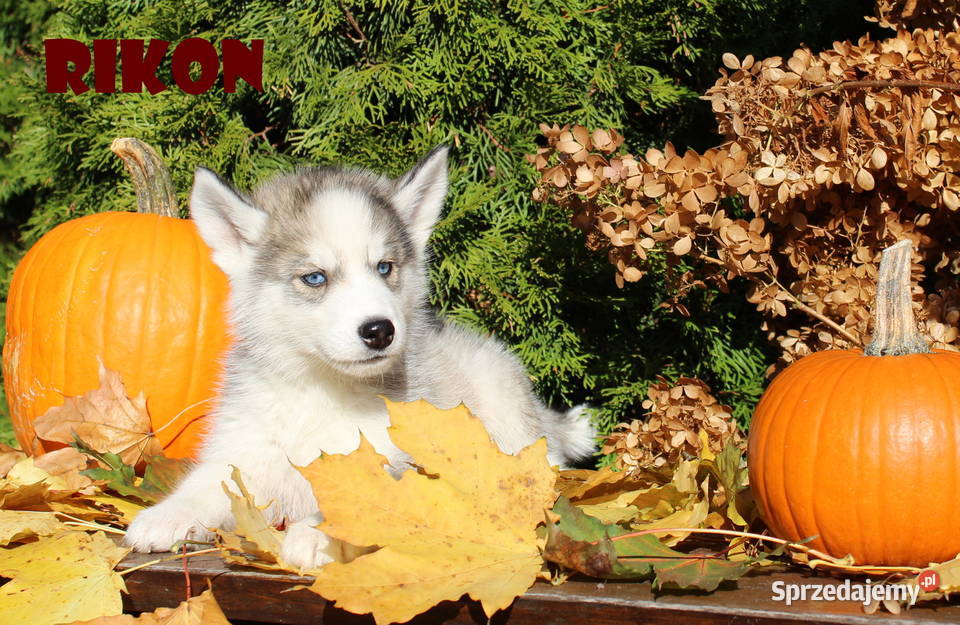 Siberian Husky Szczenięta Niebieskie Oczy sprzedam