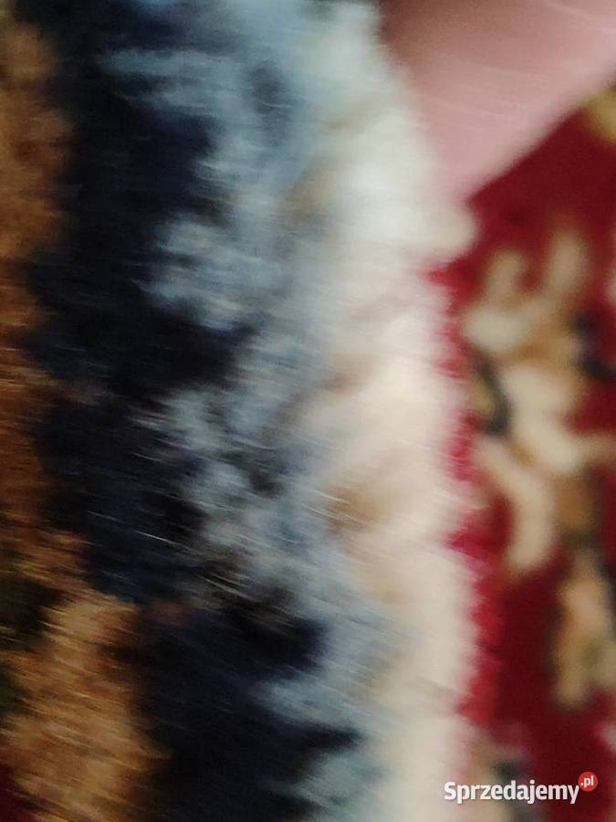 Wełniany ręcznie tkany perski dywan dywanik 87 X Kraków