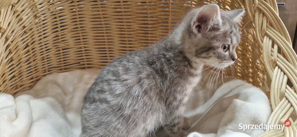 Kotka Szkocka zwisłoucha Silver Tabby śląskie Katowice