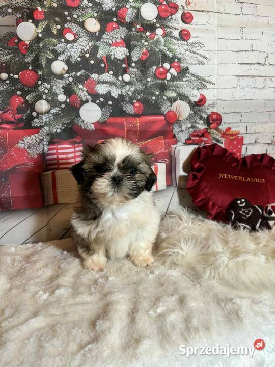 ShihTzu suczka gotowa do odbioru Shih Tzu Strzelce Opolskie