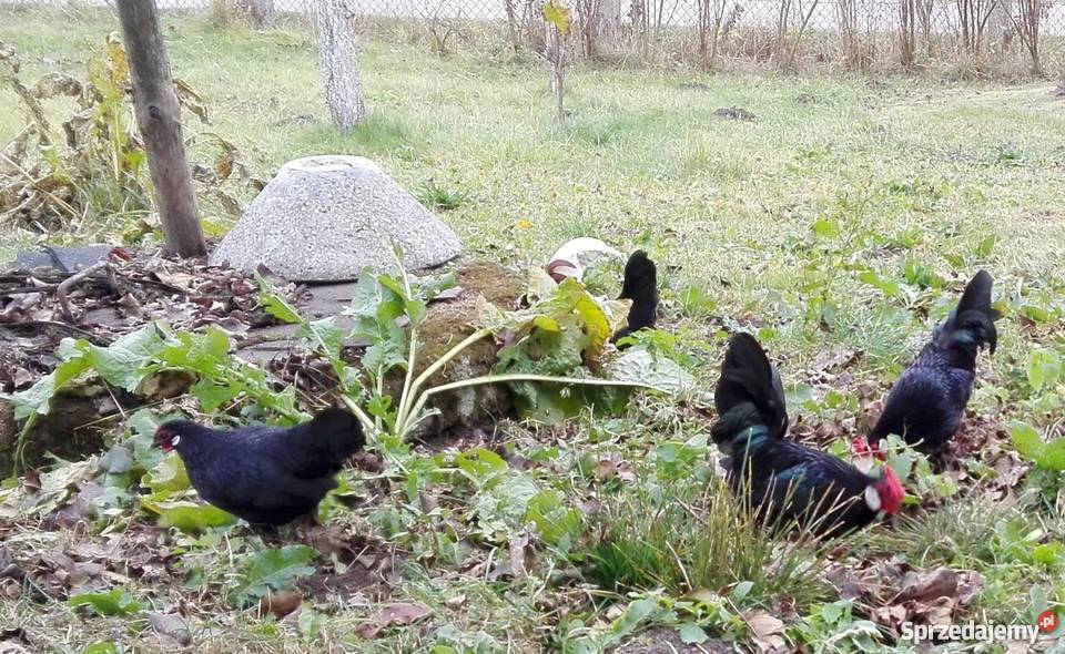 Kury bantamki i seramki Brusy