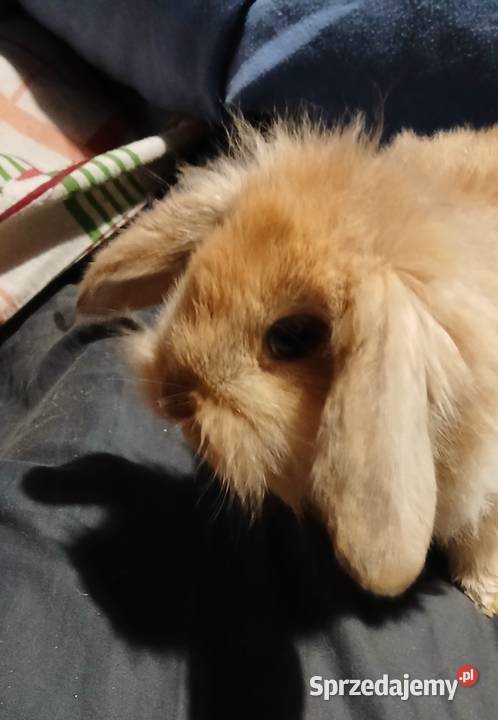 Mini lop króliczki mazowieckie Radzymin sprzedam