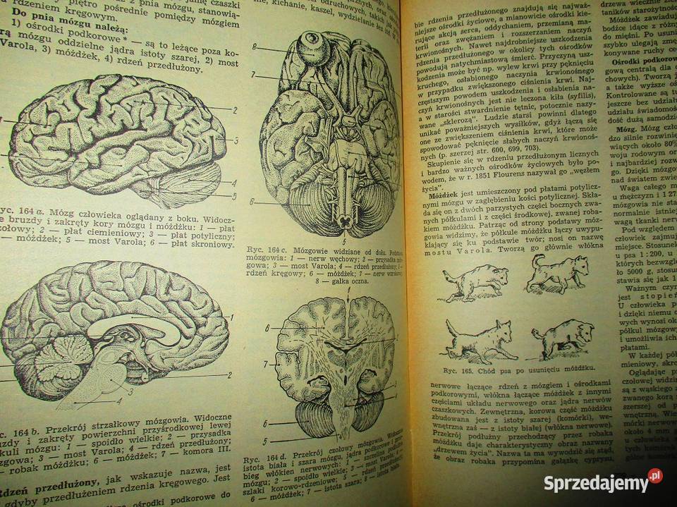 Rodzinna encyklopedia zdrowia medycyna farmacja medycyna, nauki medyczne Łódź