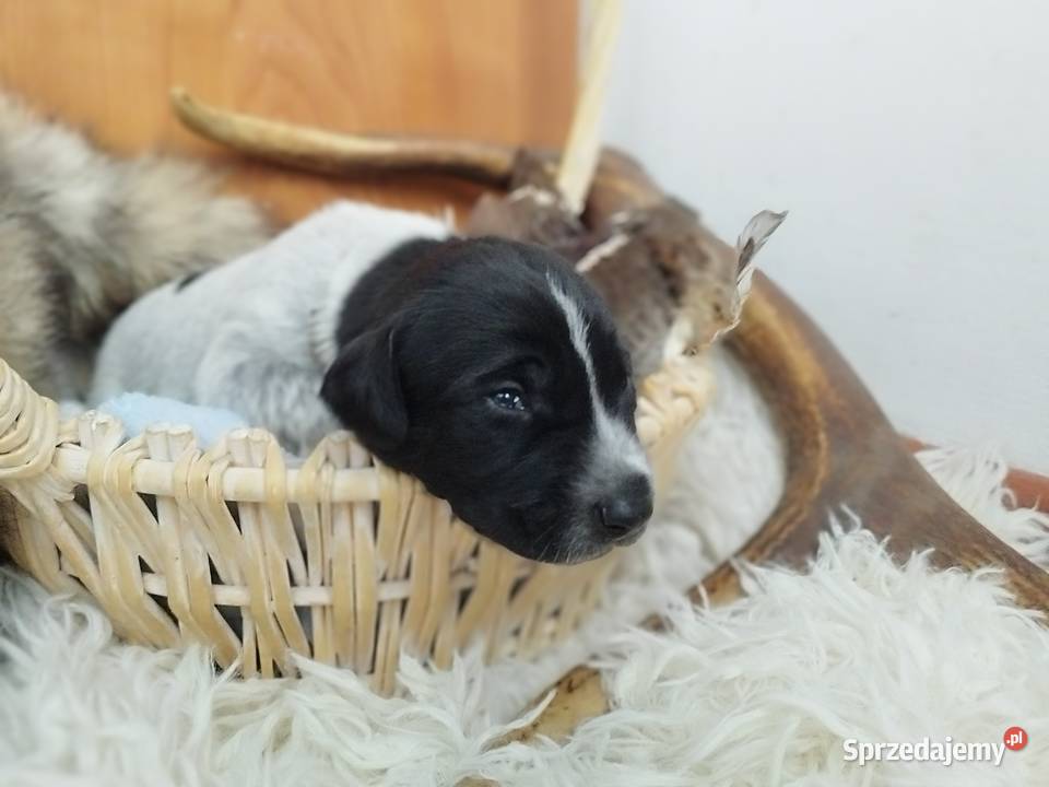 Szczenięta wyżle niemieckim Bircza