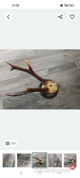 sprzedam poroża Szczecin