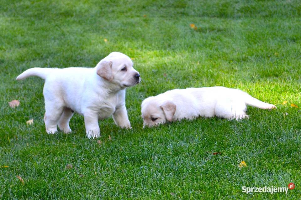 Samiec pies biszkoptowy Labrador Retriever Żelechlinek