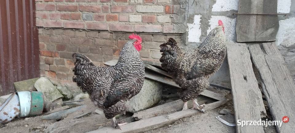 Koguty olbrzymie sprzedam Sobieska Wola Druga