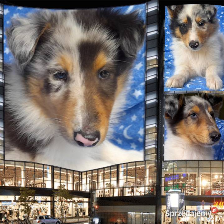 Owczarek Szkocki szczeniaczki Blue merle Bełchatów