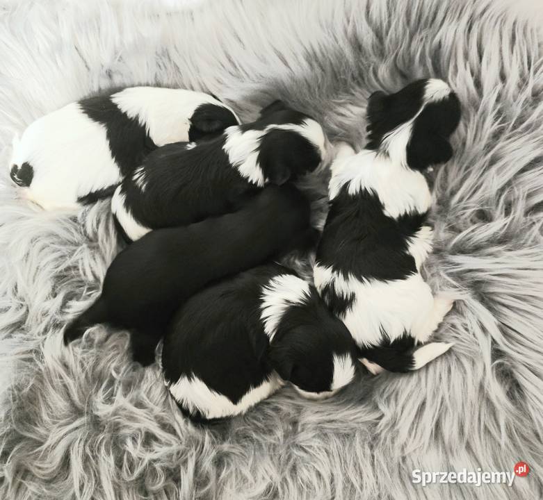 Sliczne pieski i suczki Hybryda YorkMaltańczyk Rzeszów