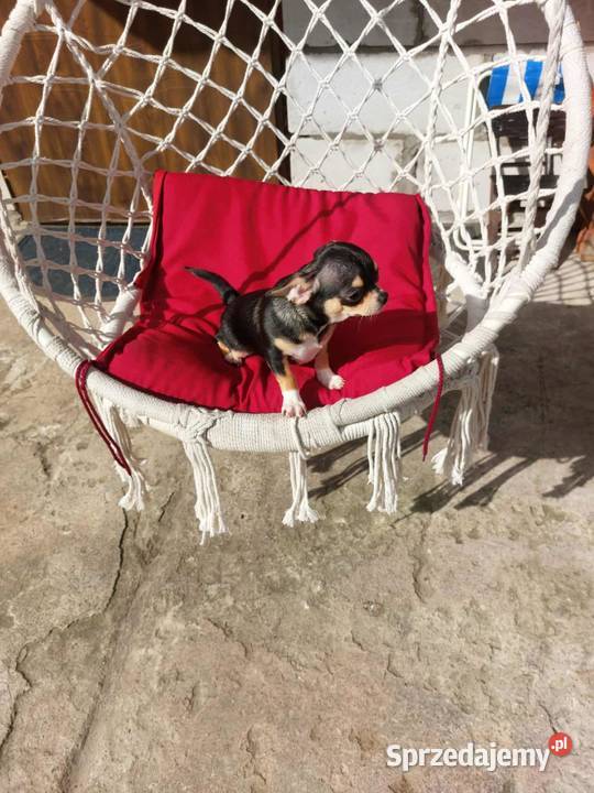 Śliczny piesek chihuahua Płońsk