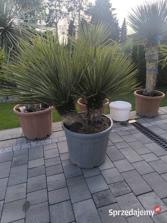 palma yucca rostrata Pszczyna