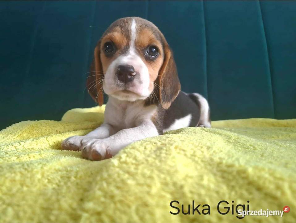 beagle tricolor