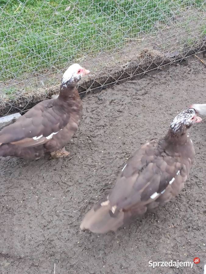 Kaczki i kaczory francuskiepiżmowe czekoladowe Krasnystaw