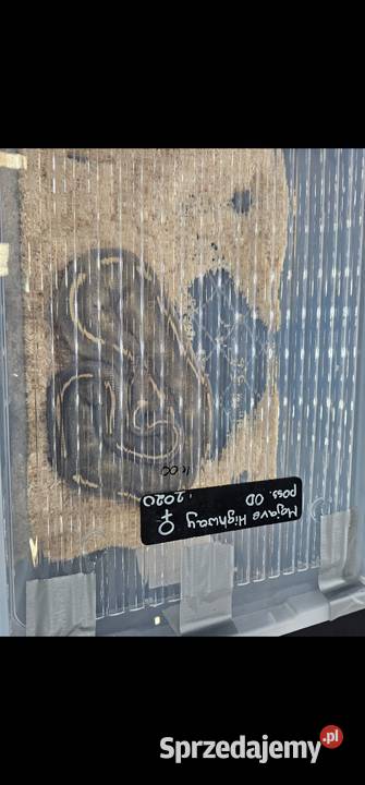 Piękny duży samiec pyton królewski mojave Gady i płazy Słupsk