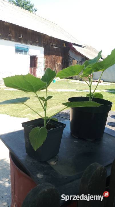 Paulownia 30 sztuka Liściaste Czarzyzna