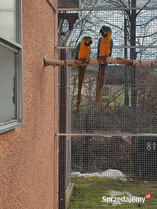 Sprzedam pare Ara Ararauna Istebna sprzedam