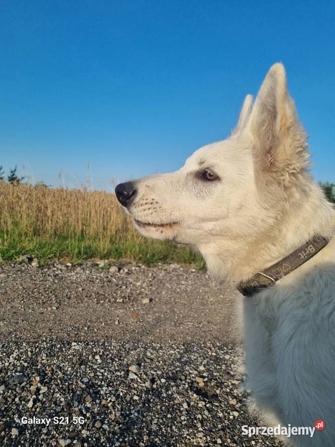 Owczarek Szwajcarski długowlosy kujawsko-pomorskie Mogilno