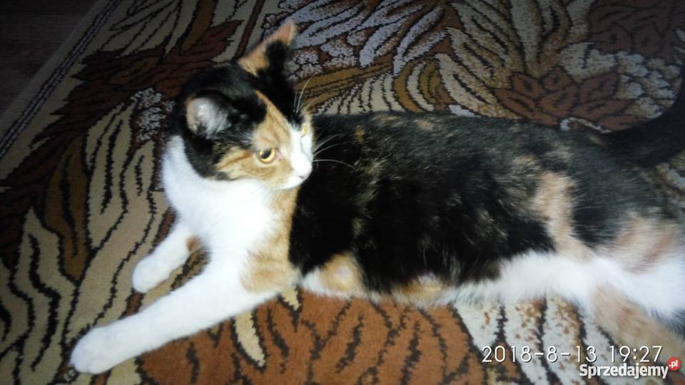 Oddam Pół rasowe kocięta Ragdoll Chełm