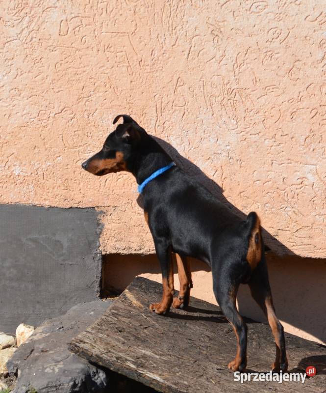 Pinczer miniaturowy ZKwP FCI przebadany piesek