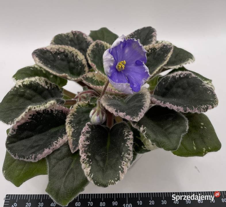Fiołek afrykański kwitnąca sadzonka Jędrzejów