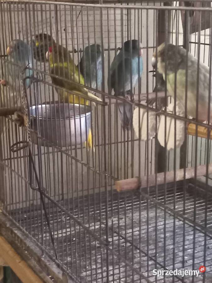 Papugi modrolotki Ptaki