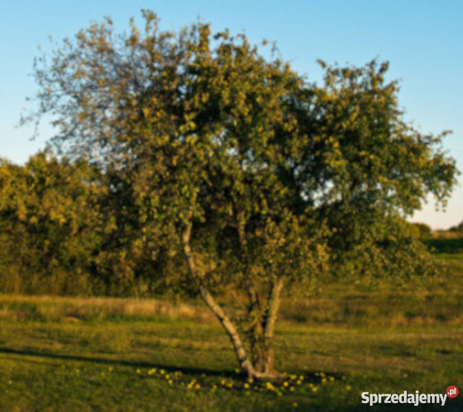 ŻÓŁTNICA POMARAŃCZOWA sadzonki w doniczkach Ustronie sprzedam