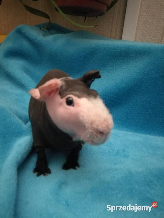 Świnka morska skinny pig Warszawa sprzedam