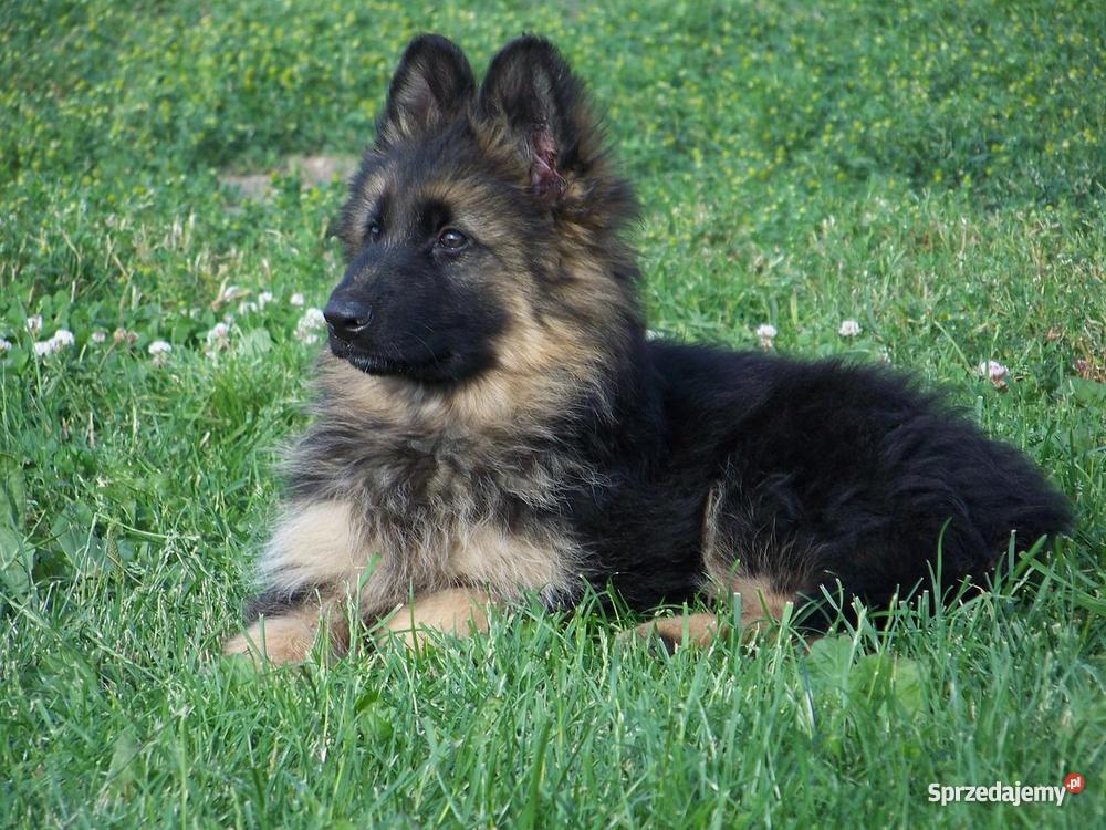 Owczarek Niemiecki Długowłosy szczenieta imbredo Michorzewko