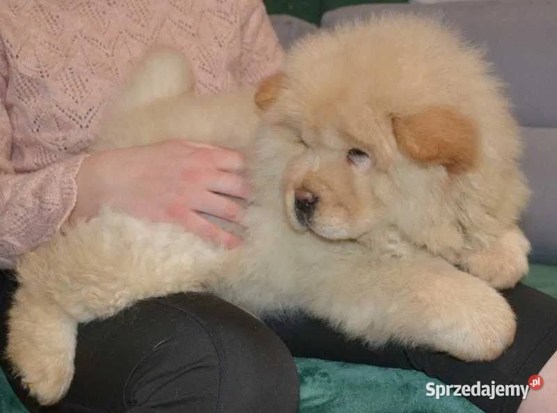 CHOW CHOW CZAU CZAU Drogusza