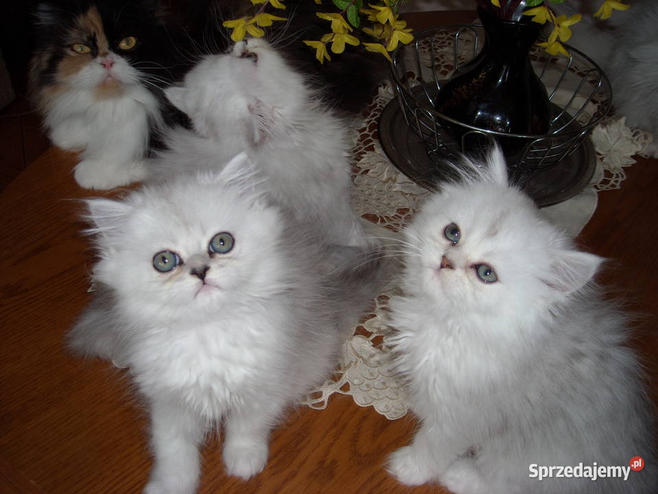 Piekne perskie przytulanki Warszawa