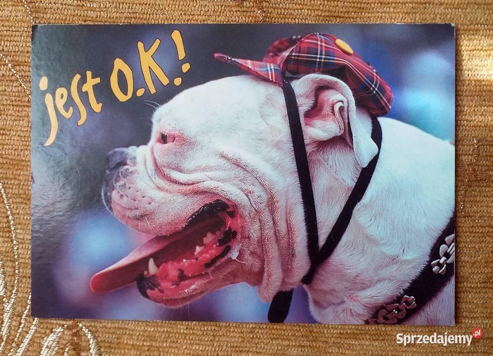 PIES Z CZAPKĄ NA GŁOWIE FOT DARIUSZ KULA Piszczac