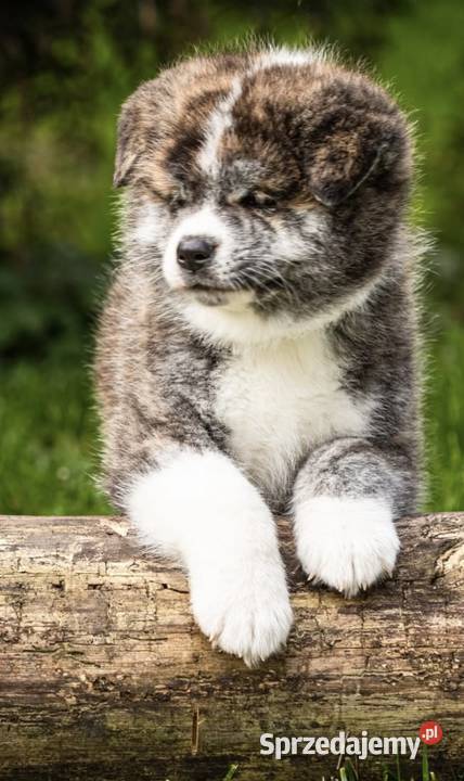 AKITA INU JAPOŃSKA ZKwPFCI szczeniak suczka Akita Bełk
