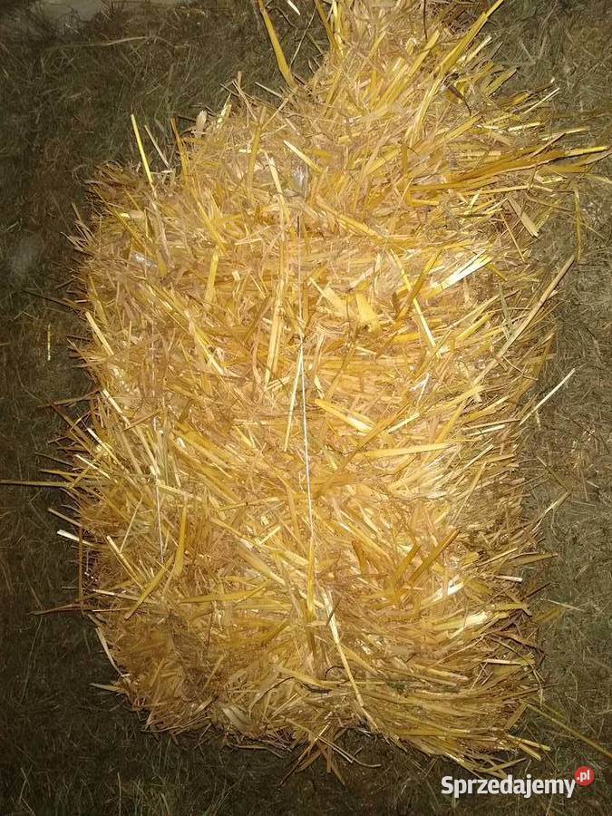 Siano słoma Nowe Miasteczko sprzedam