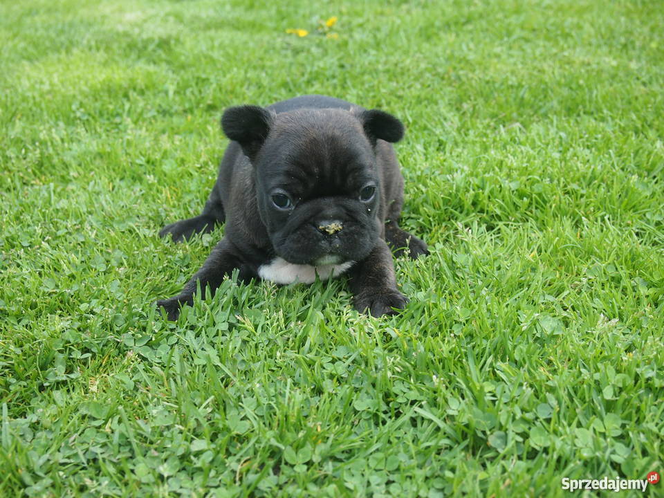 Buldog Francuski piesek Skierniewice