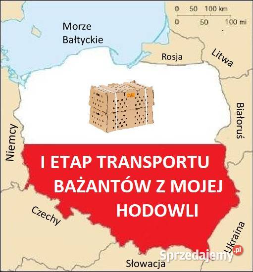 Sprzedam Bażanty Diamentowe Bażant z 2025 Samce Ptaki wielkopolskie Gostyń