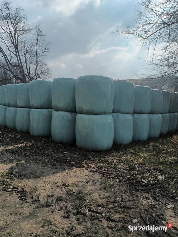 Bele sianokiszonki Binarowa