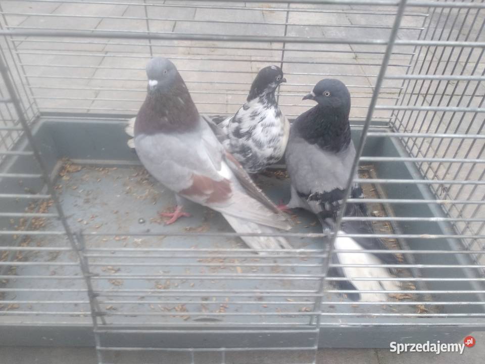Gołębie orliki lubelskie
