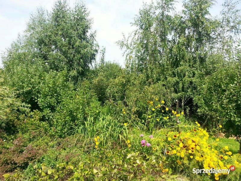 działkę ogrodową w ROD Zorza polna