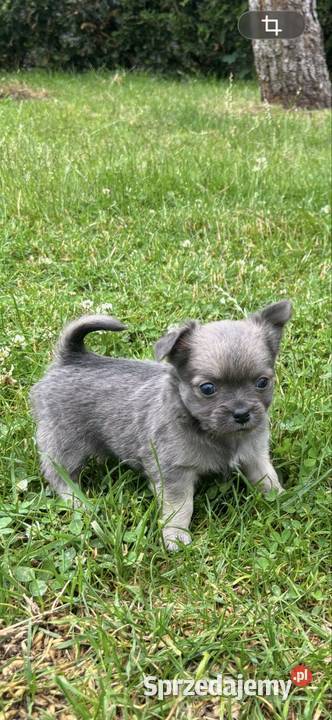 Chihuahua Sosnowiec sprzedam