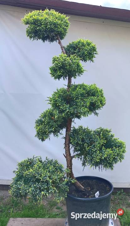 Bonsai Niwaki jałowiec łuskowy Holger Medynia Łańcucka