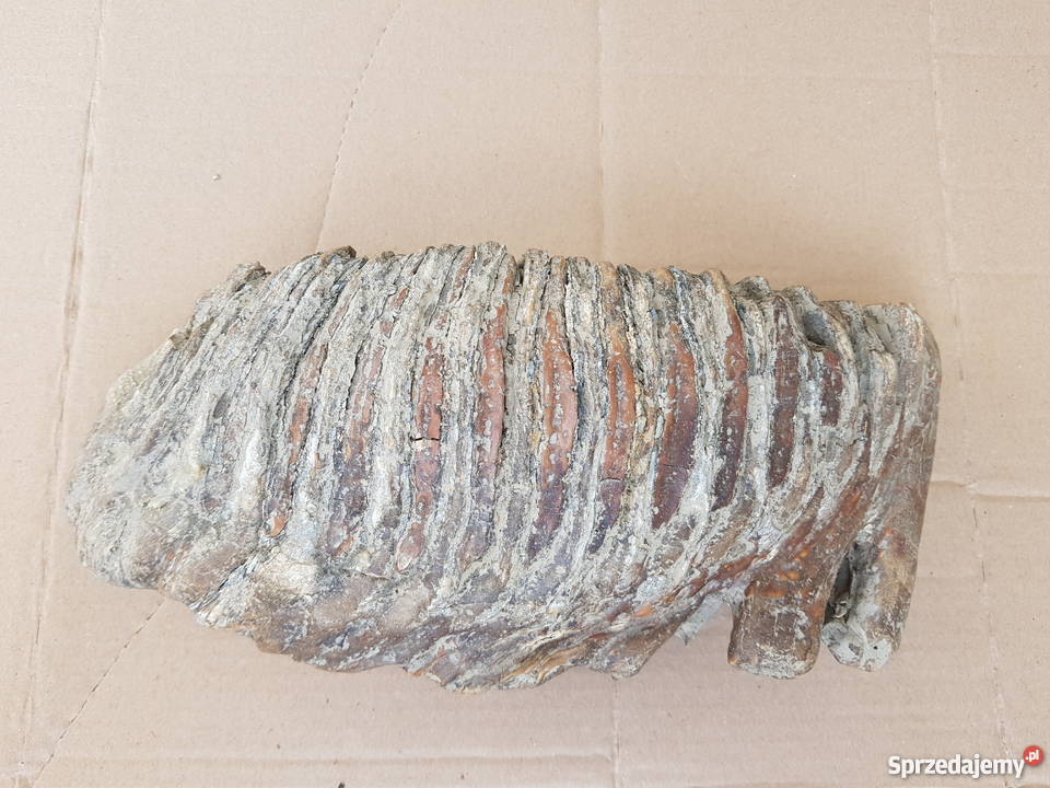 Ząb Mamauta Kraków